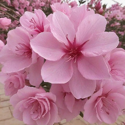 أنا الدائرة 🌸 لا بداية لي ولا نهاية، شكلي كامل ومغلق ✨ إذا أردت أن تعرف محيطي، استخدم القانون: C = πd