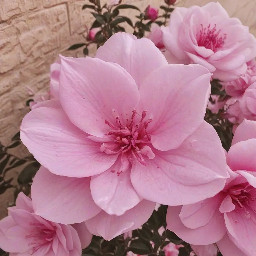 أنا الدائرة 🌸 لا بداية لي ولا نهاية، شكلي كامل ومغلق ✨ إذا أردت أن تعرف محيطي، استخدم القانون: C = πd