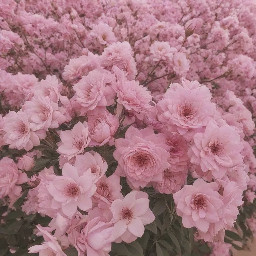 أنا الدائرة 🌸 لا بداية لي ولا نهاية، شكلي كامل ومغلق ✨ إذا أردت أن تعرف محيطي، استخدم القانون: C = πd