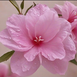 أنا الدائرة 🌸 لا بداية لي ولا نهاية، شكلي كامل ومغلق ✨ إذا أردت أن تعرف محيطي، استخدم القانون: C = πd