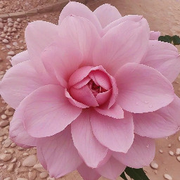 أنا الدائرة 🌸 لا بداية لي ولا نهاية، شكلي كامل ومغلق ✨ إذا أردت أن تعرف محيطي، استخدم القانون: C = πd